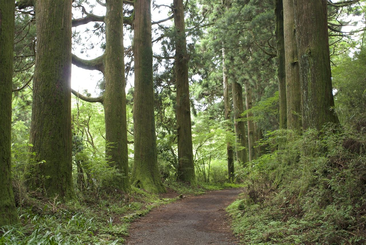 苔むした杉林を抜ける参道