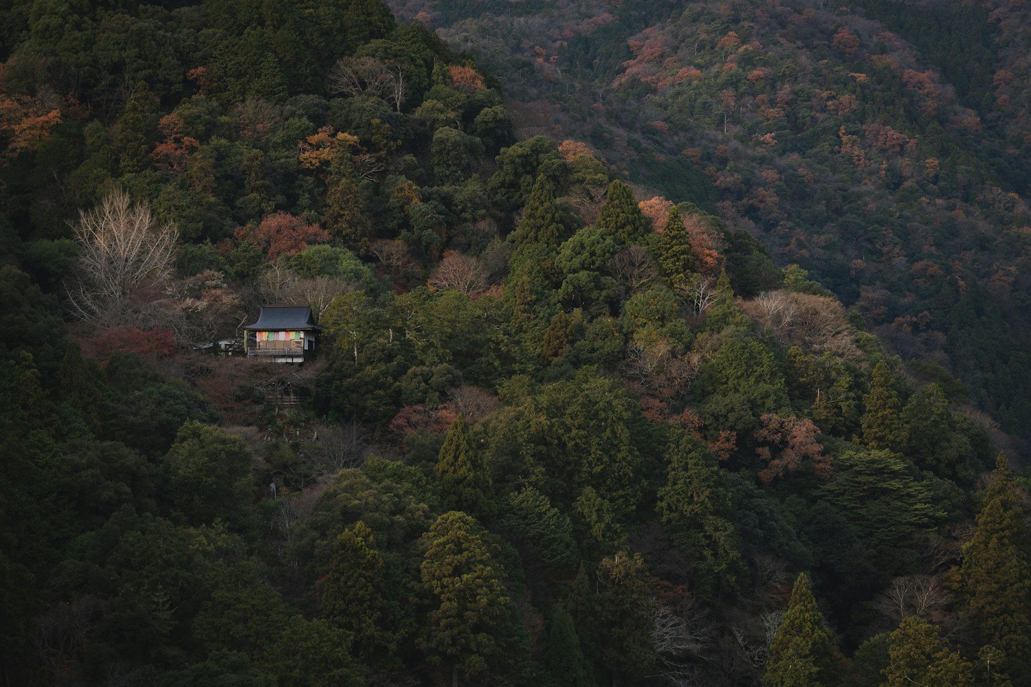 秋の山道と紅葉の樹林