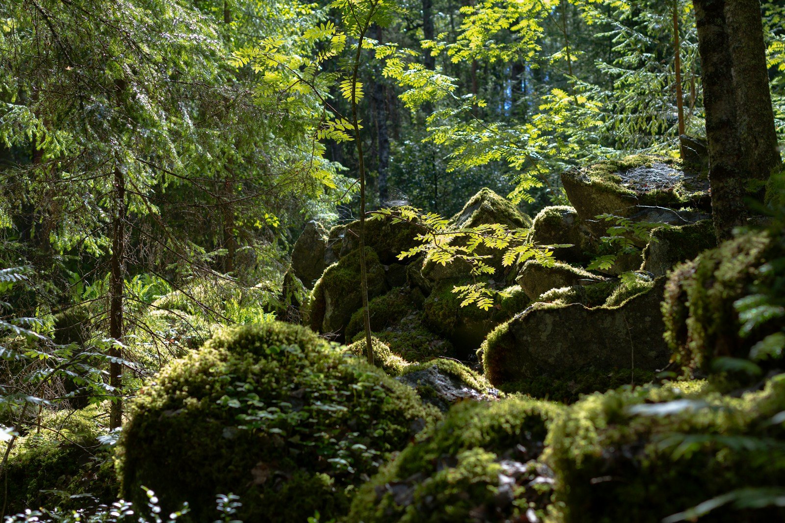 木立に囲まれた苔の岩場