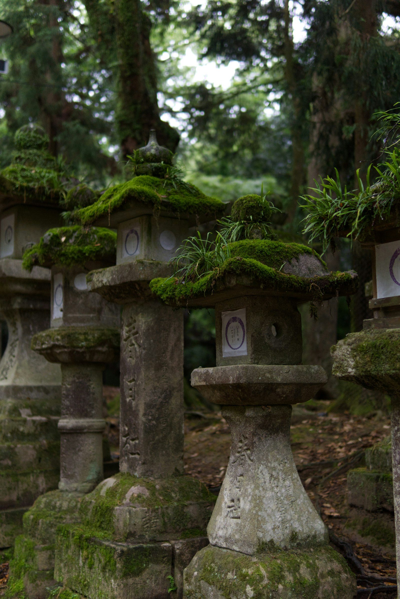 苔むした石灯籠の列