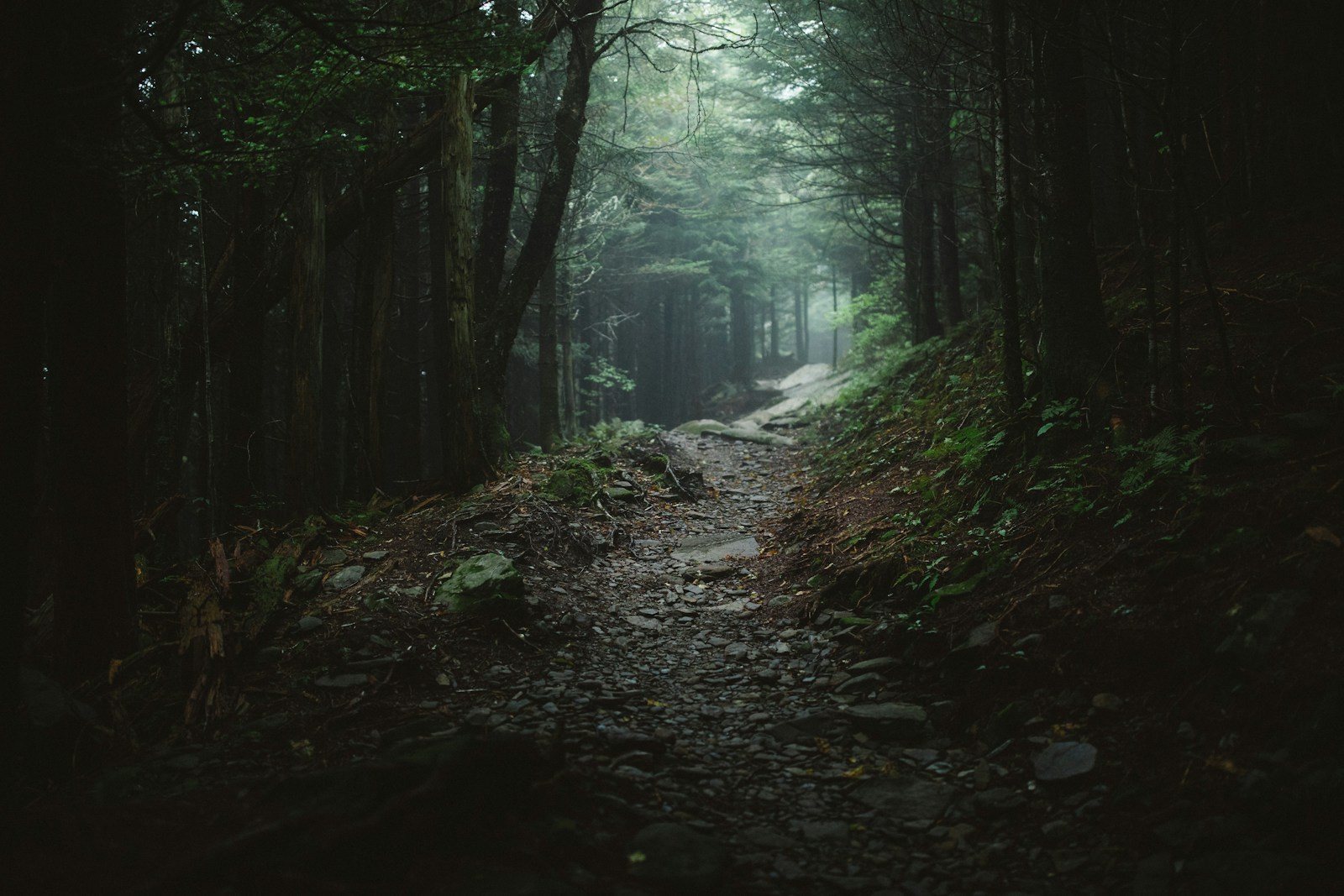 扇山の登山道をイメージした杉林の道