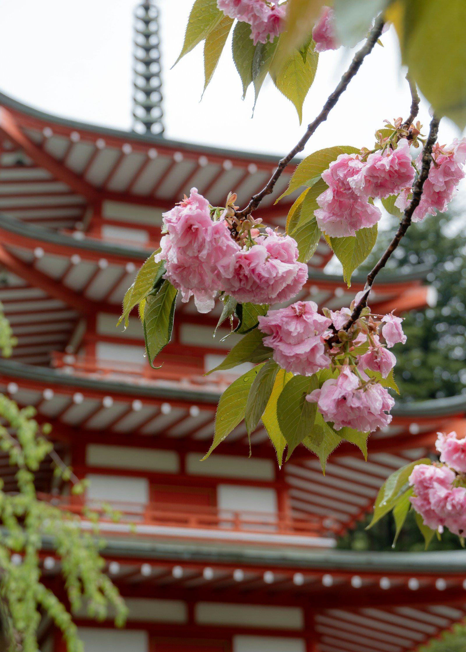 花の向こうに立つ朱色の塔
