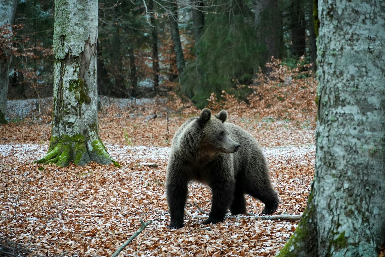 草地に立つヒグマの姿