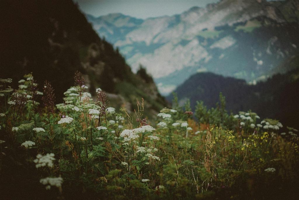 千畳敷カールの夏のお花畑に咲く高山植物のイメージ