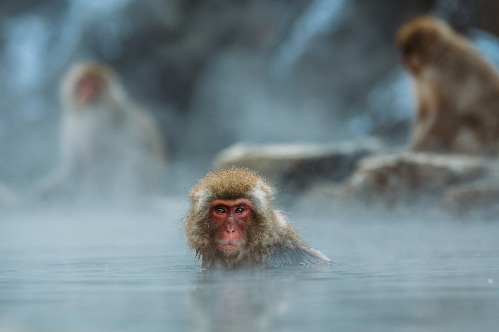 水辺で過ごすサル