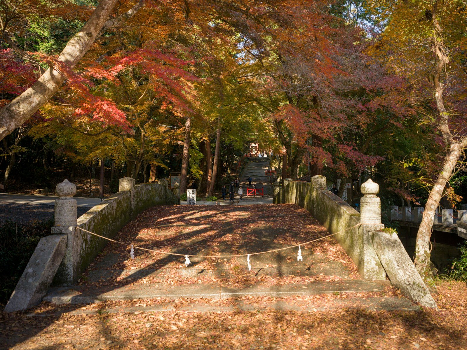 紅葉に染まる山の斜面