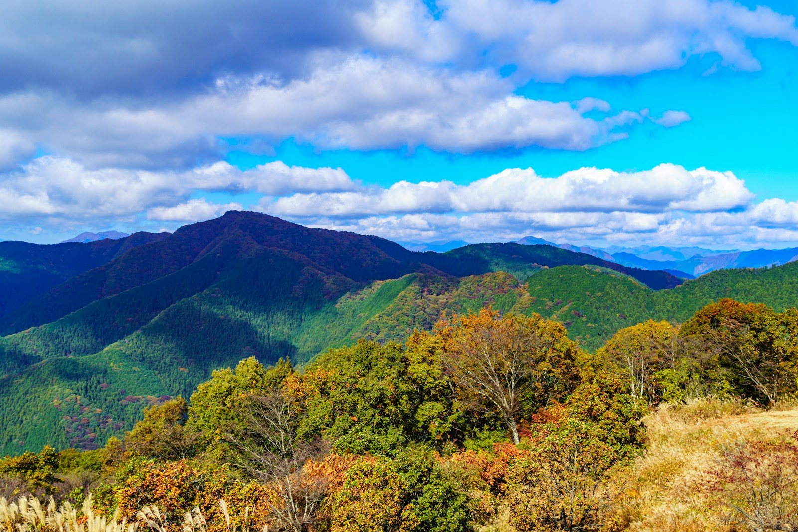 剣山の山頂部に広がるなだらかな稜線