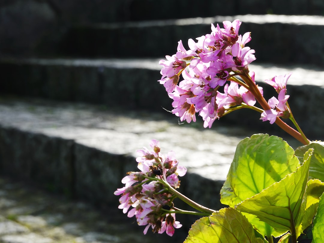 太平山あじさい坂に咲く紫陽花と石段