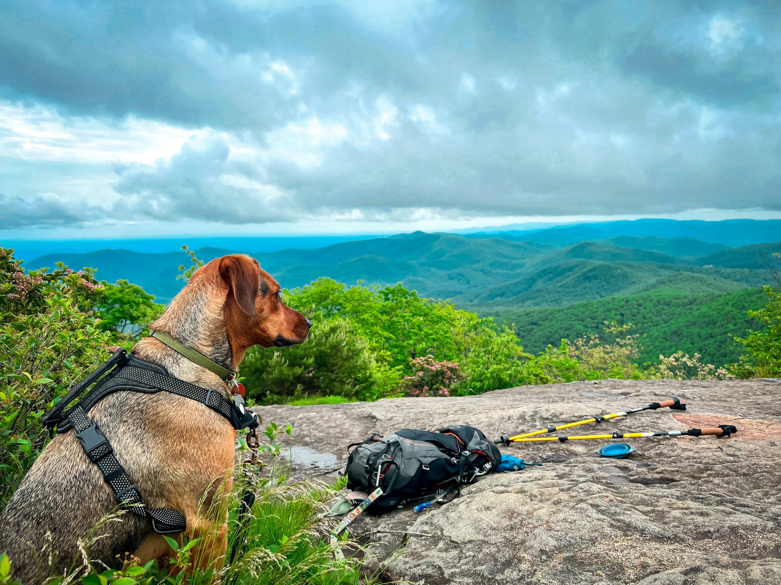 三つ峠の登山道を歩く犬