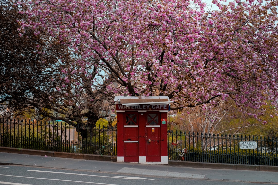 桜と鳥居のある神社の風景