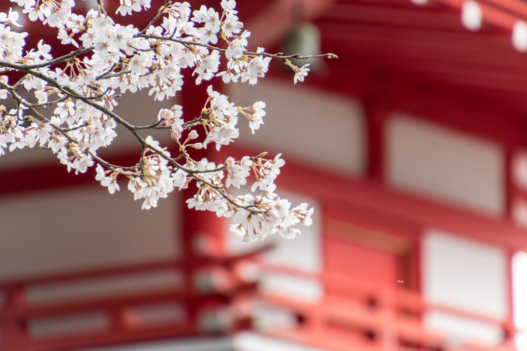 境内に咲く桜の花