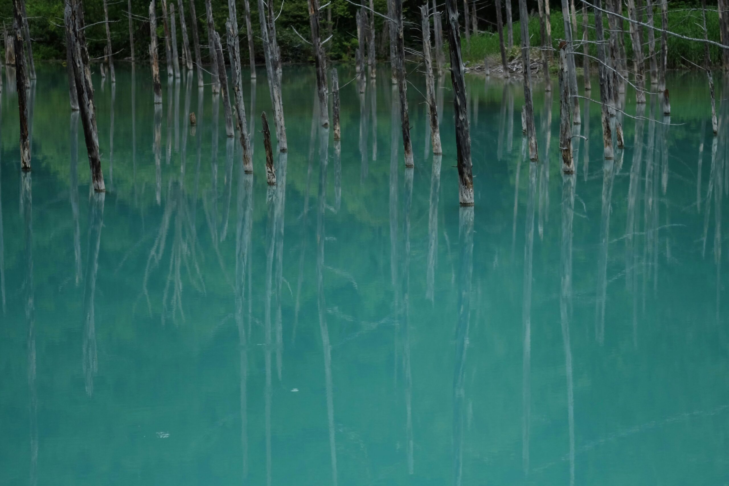忍野八海の透き通った湧水