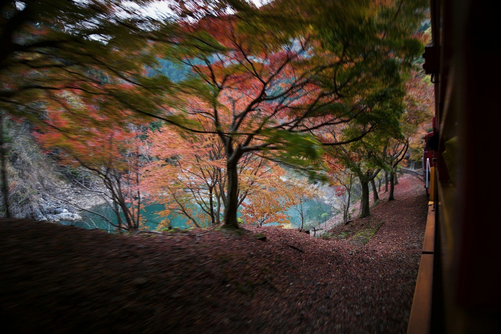 杉林のなかを抜ける参道