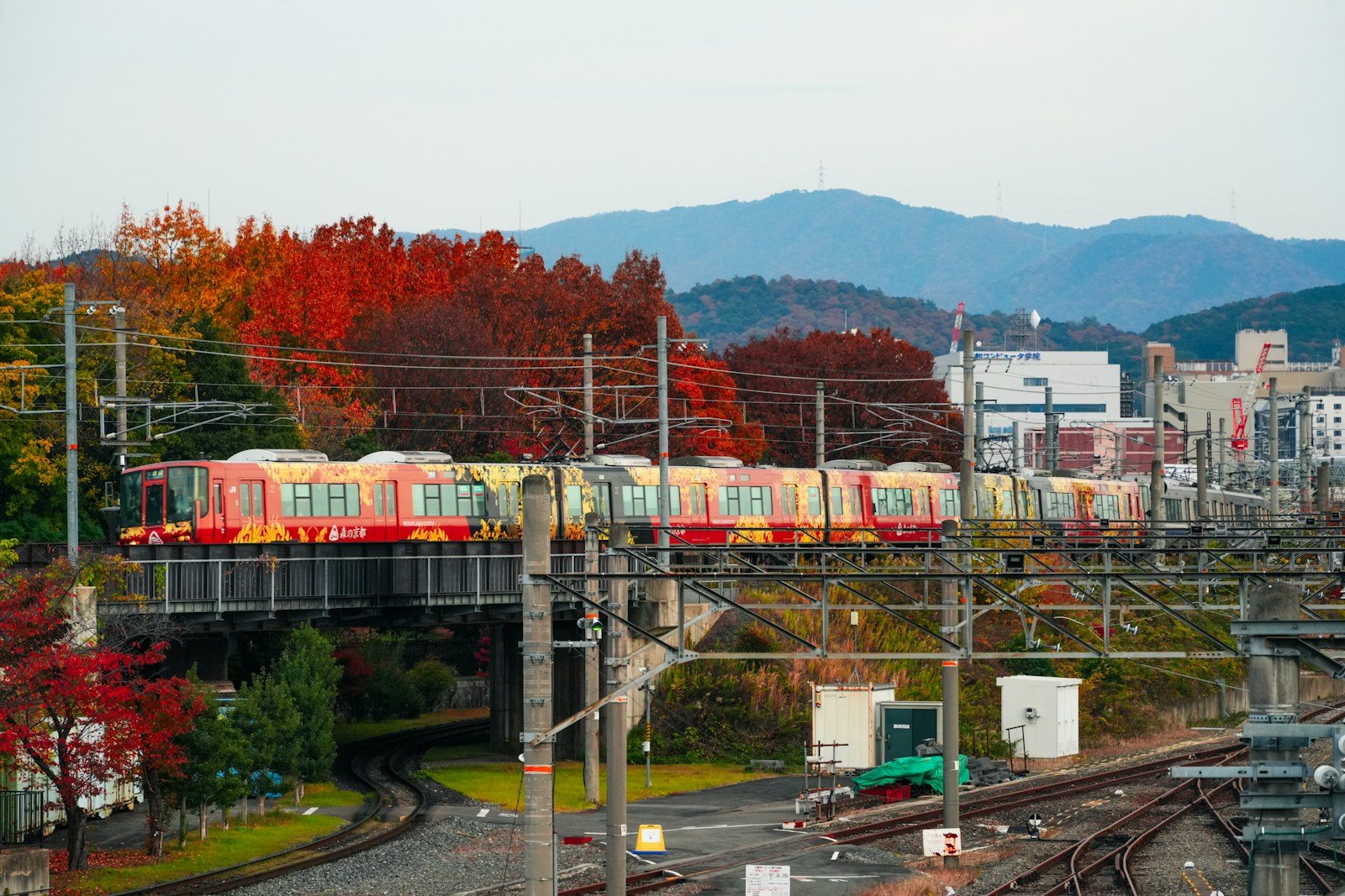 紅葉した木々の間を走る車両