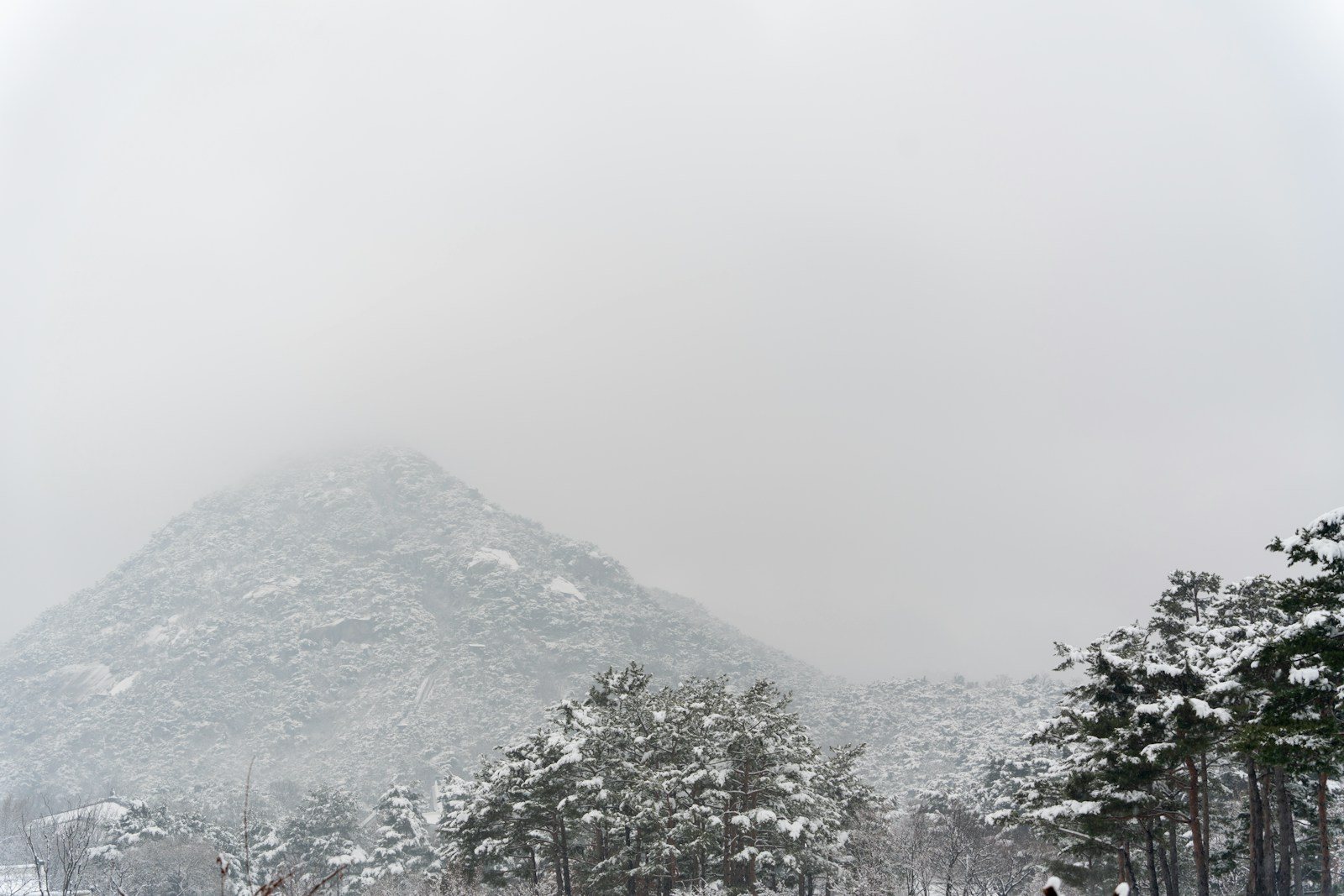 木々の奥にそびえる雪山
