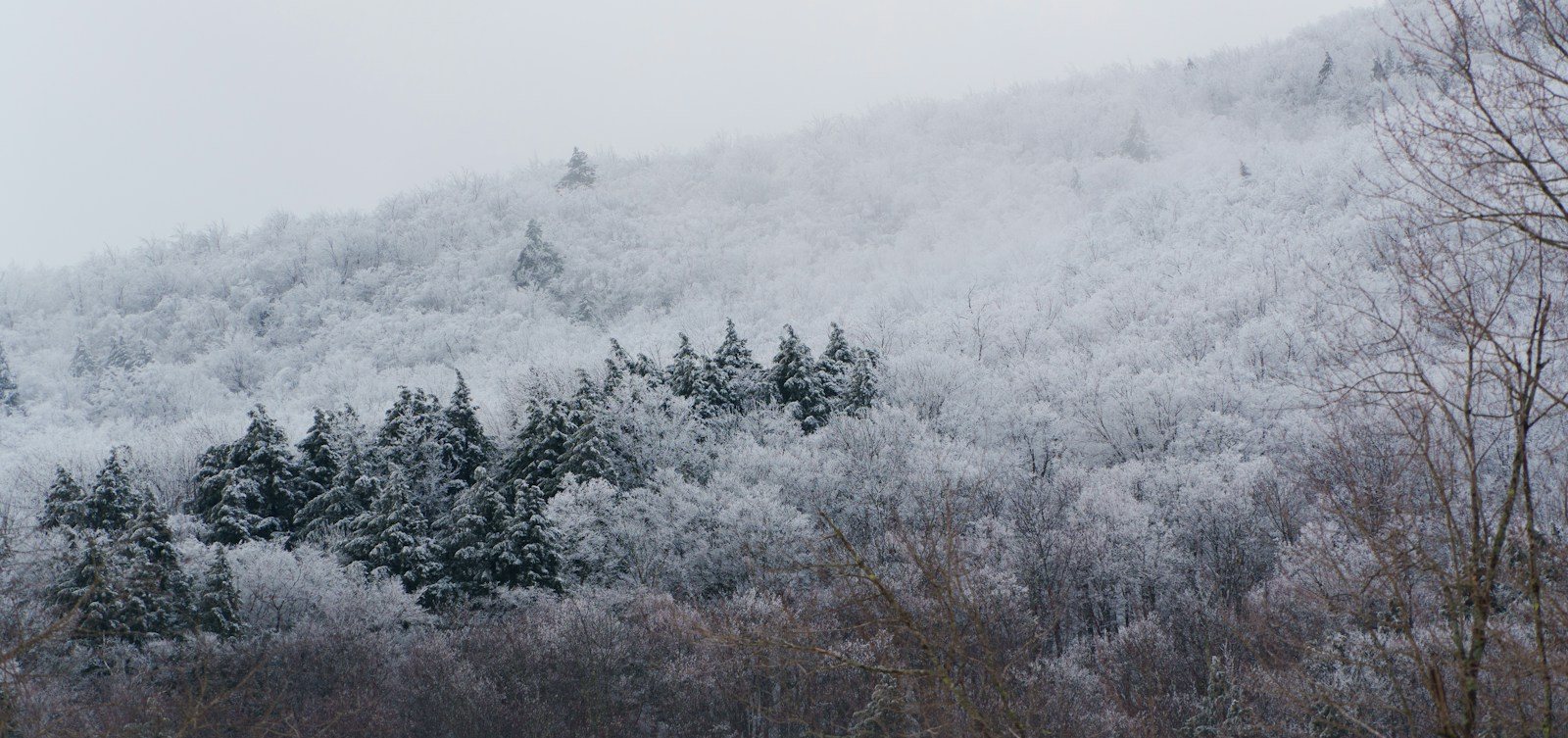 雪をかぶった山と手前の木々