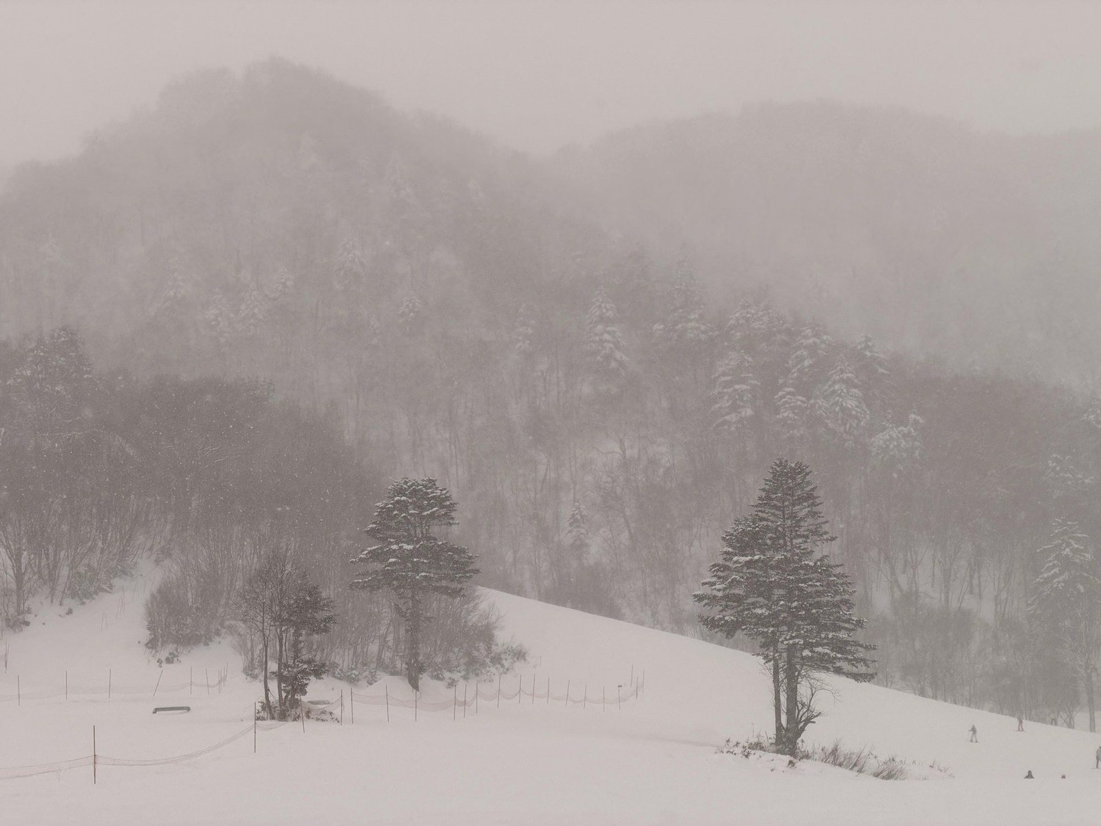 霧のかかる山に積もった雪と木々