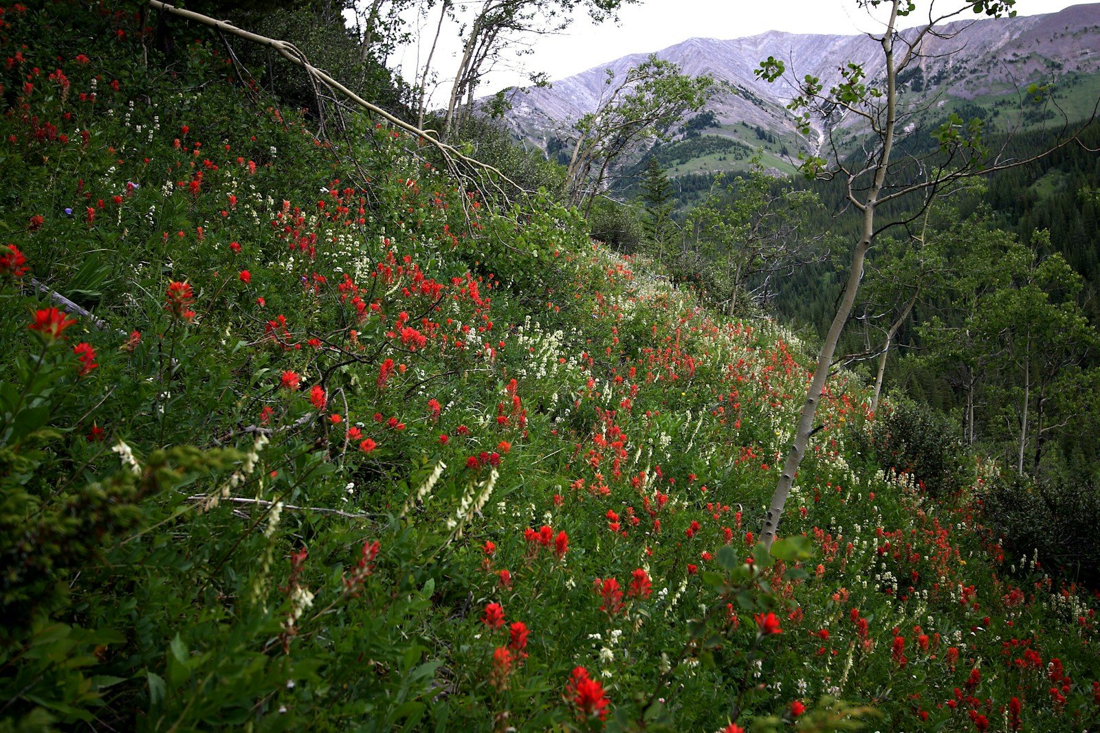 山の斜面に咲く赤と白の花