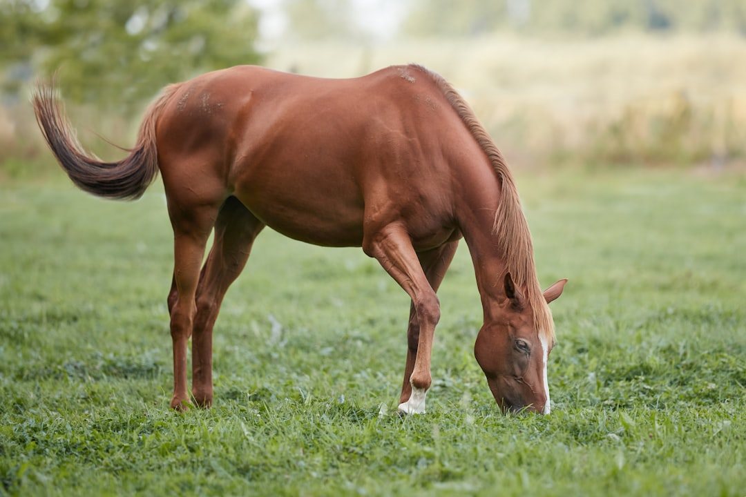 牧草地で草をはむ栗毛の馬
