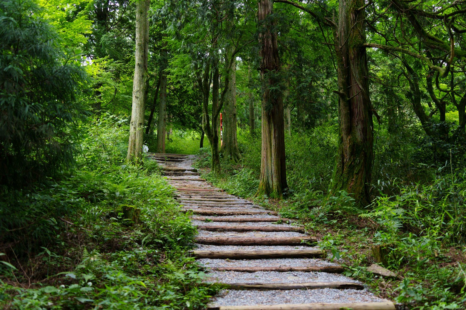 深い森を登っていく石の道