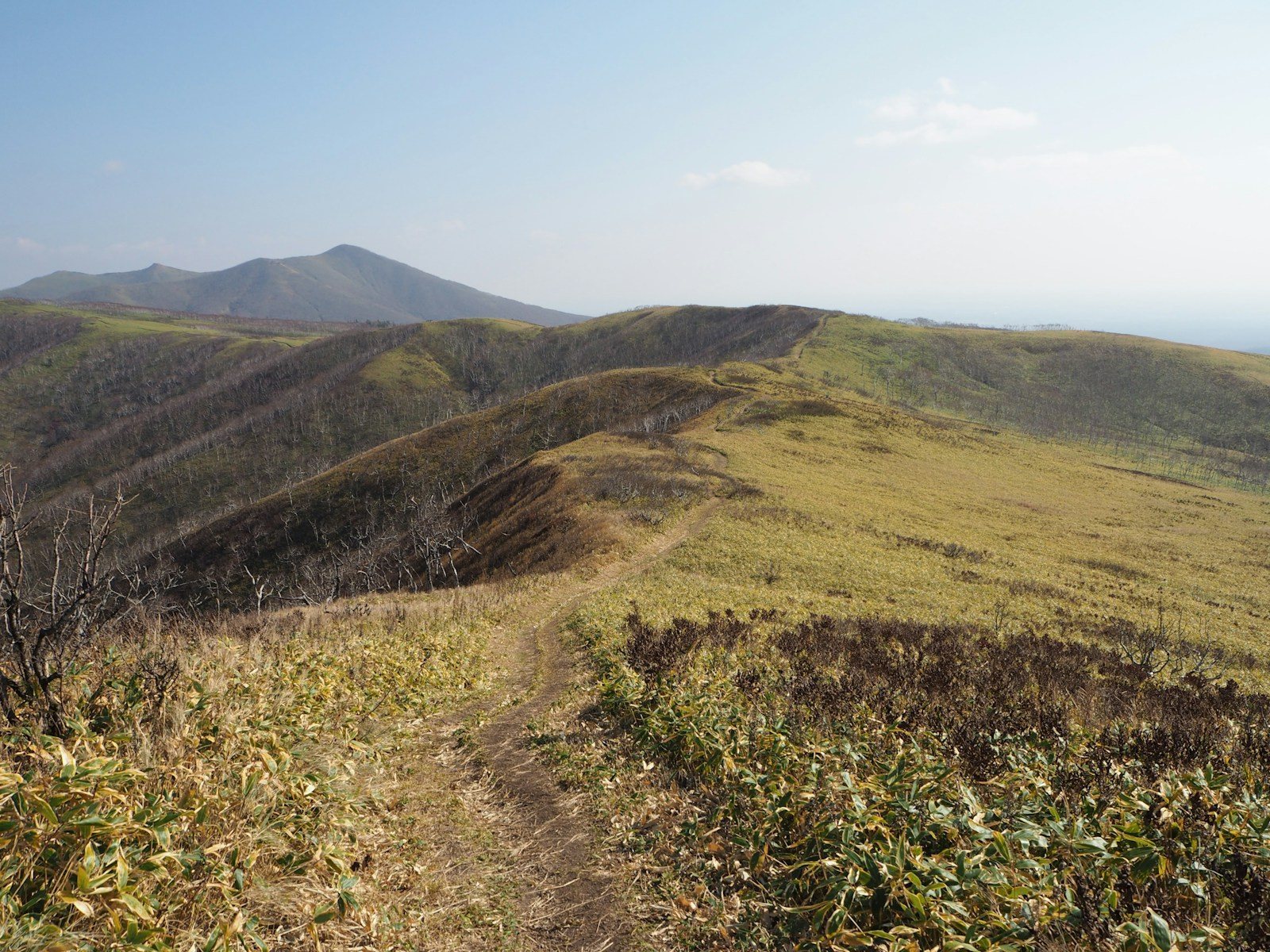上空から見た緑の草地