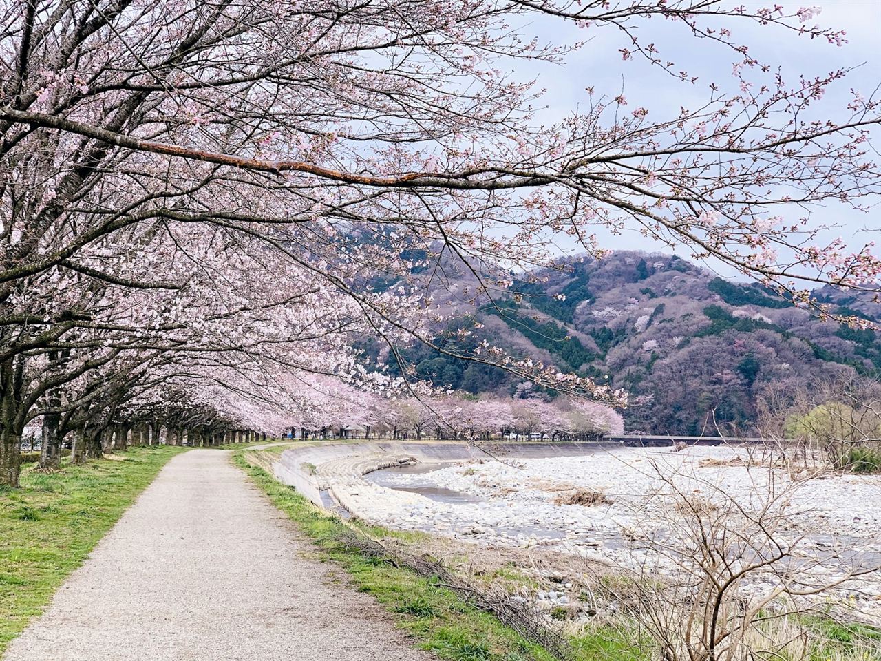桜の咲く土の道