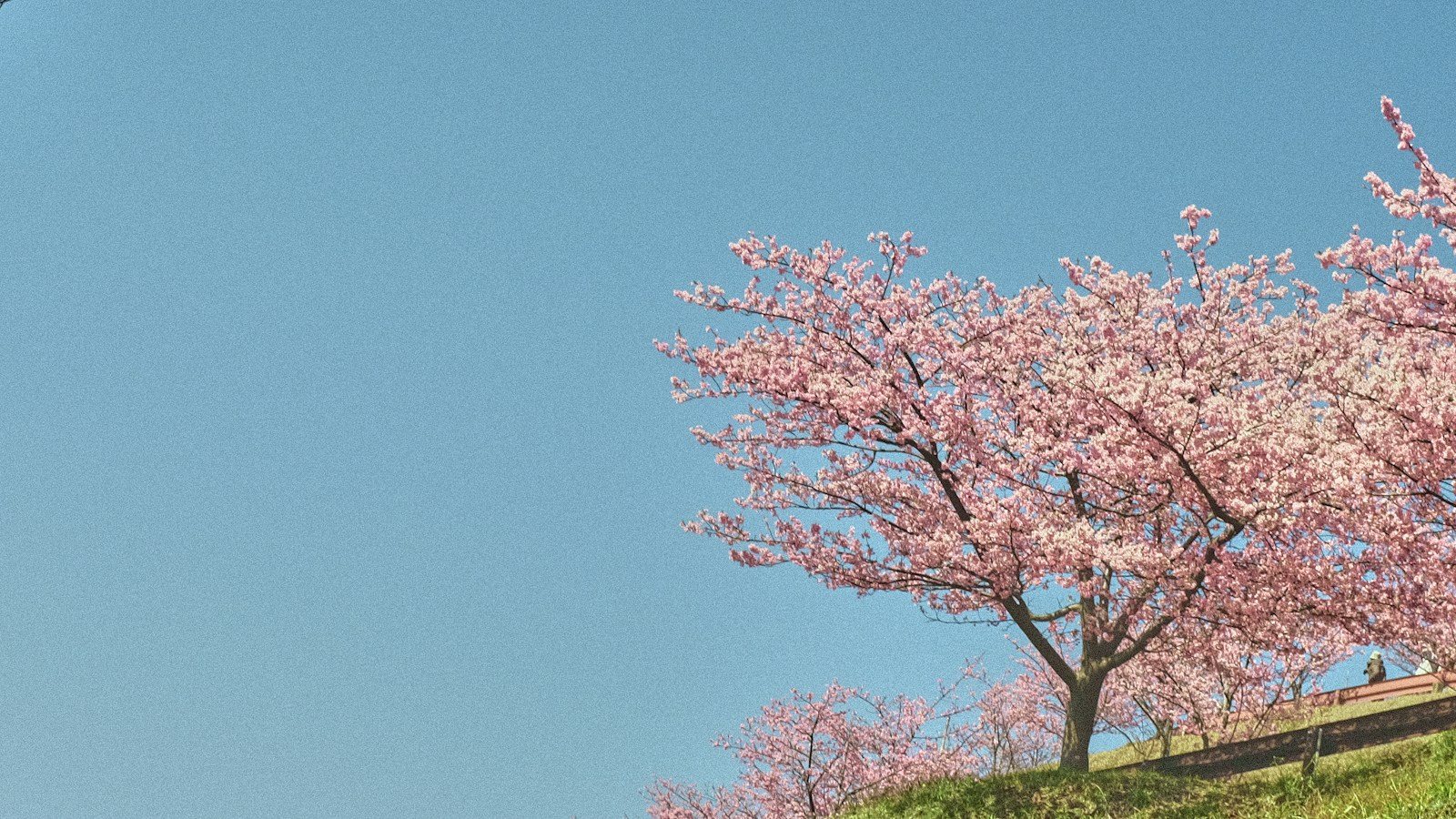 桃色の花をつけた木