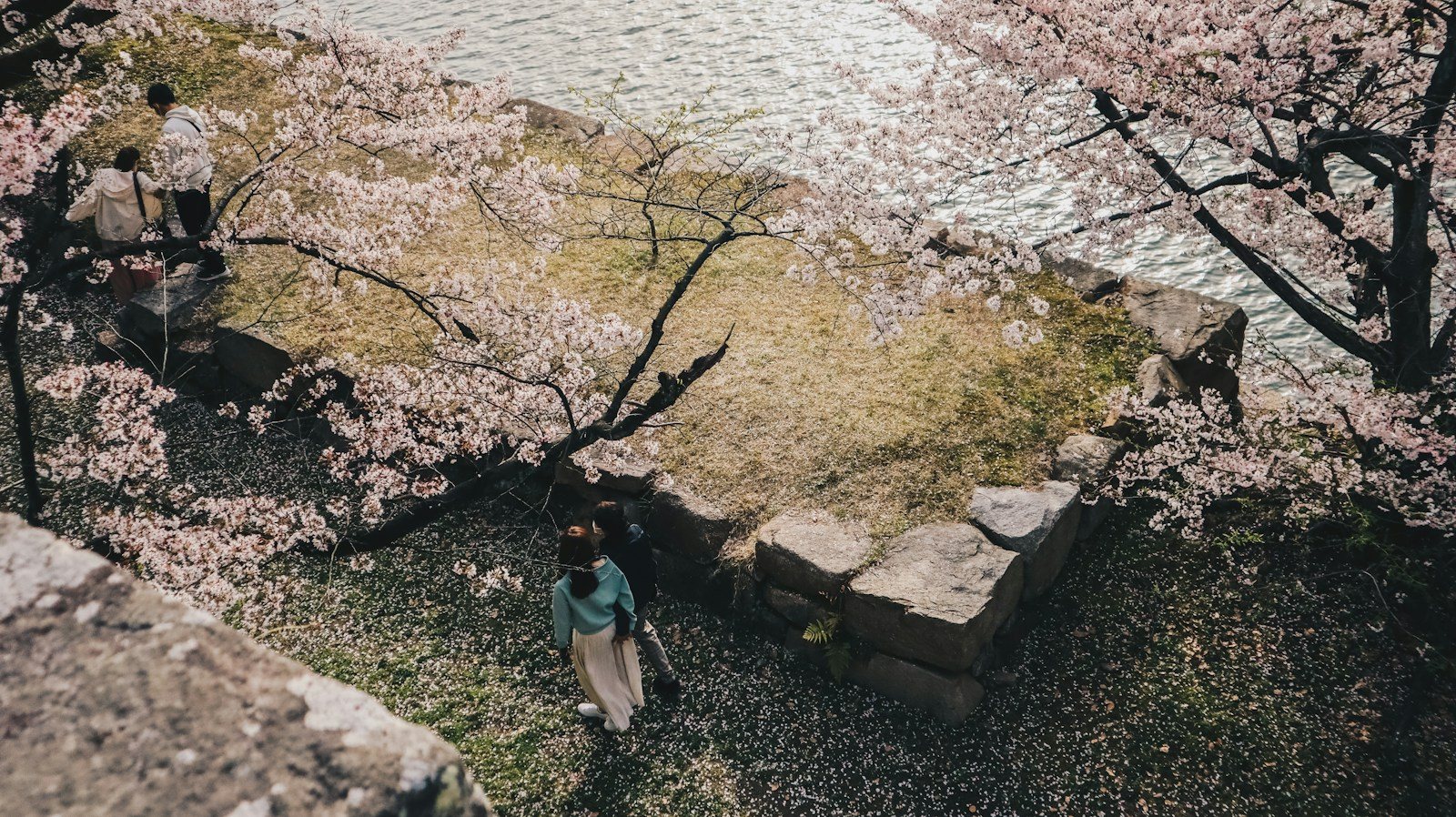 桜の下を歩く人たち
