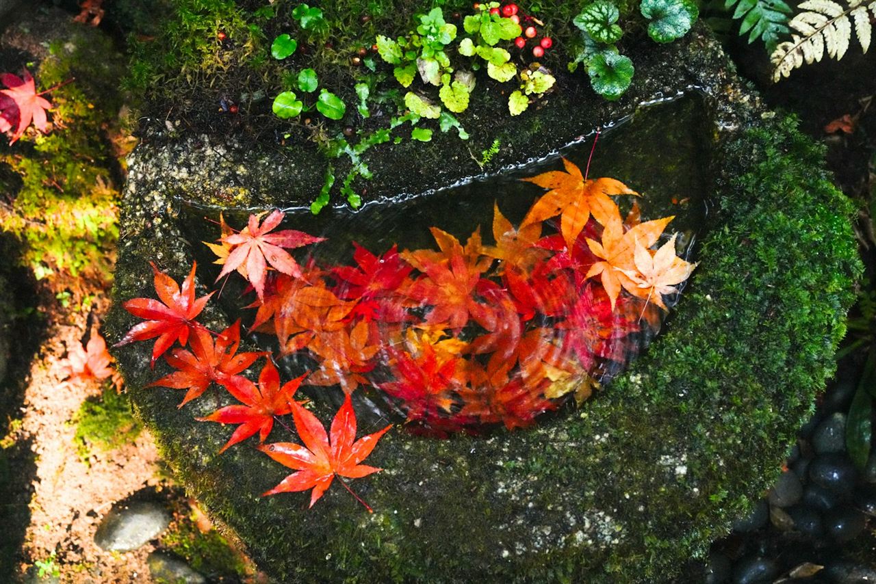 滝壺の水面に浮かぶ落ち葉
