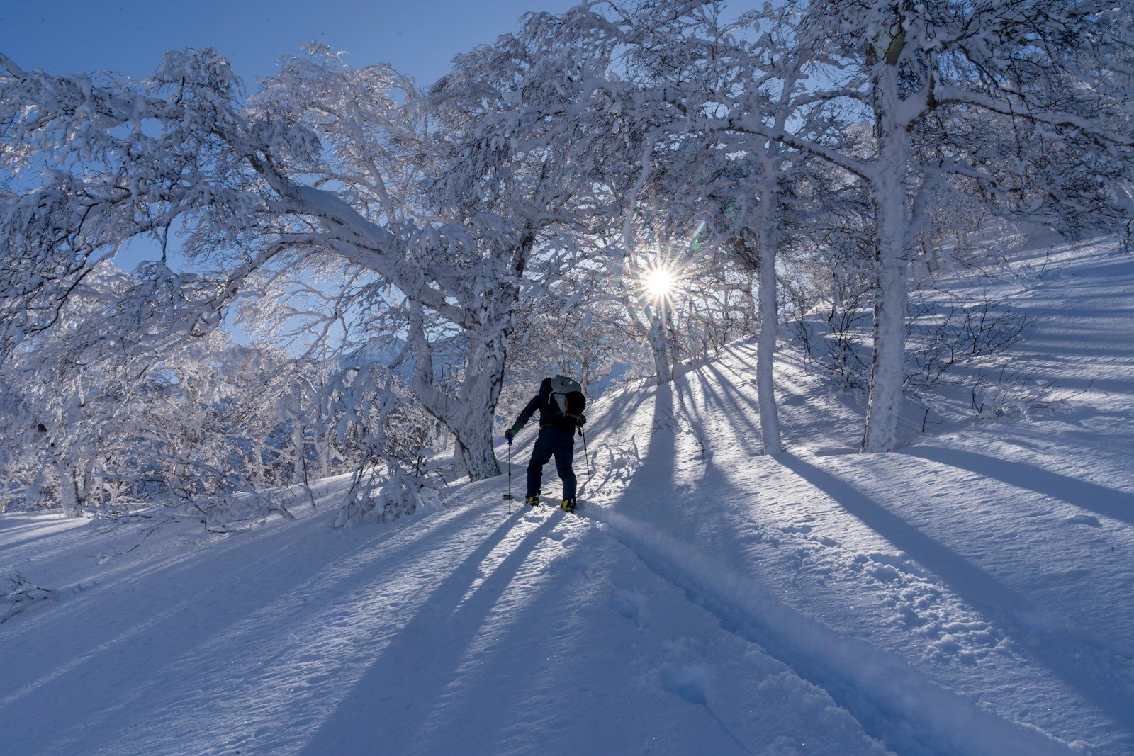 木立の間の雪の斜面