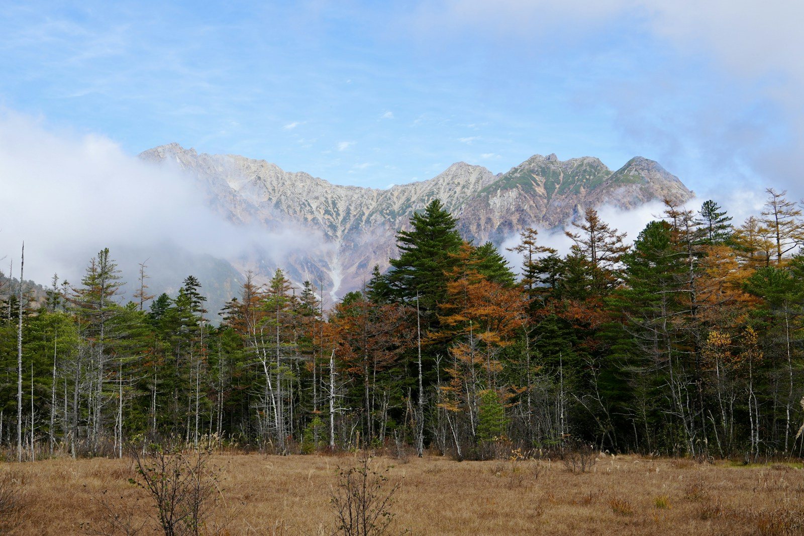 森の向こうにそびえる山
