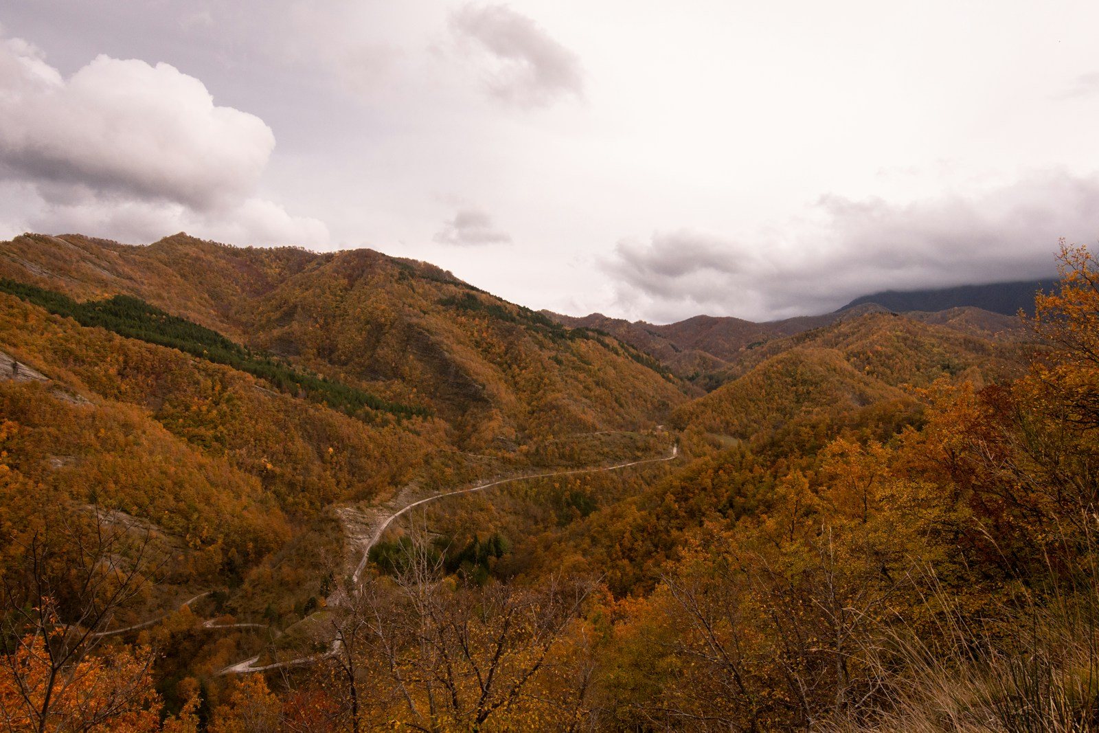 斜面一面に広がる紅葉の樹林