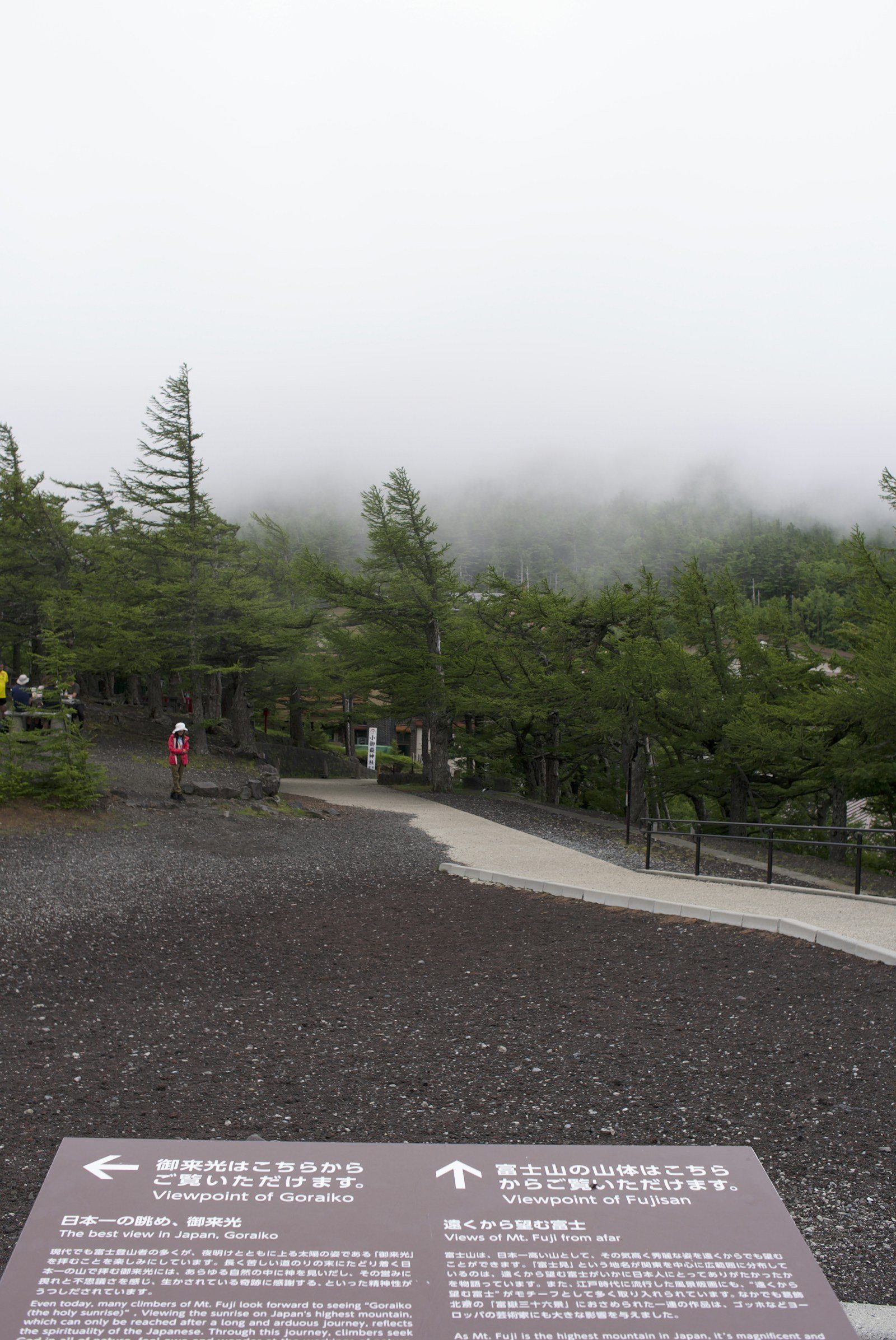 霧の中の針葉樹と山道