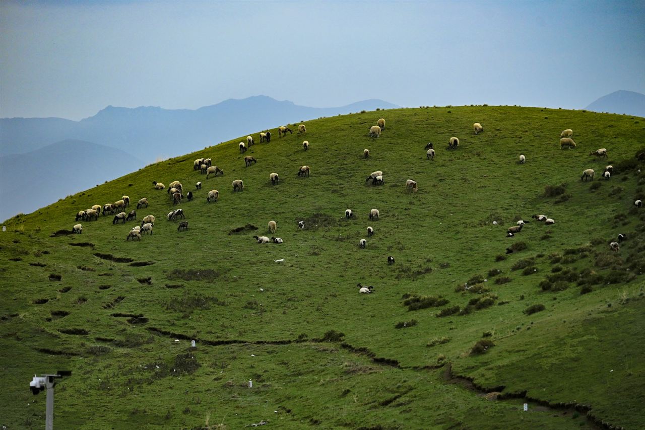 遠くの山を背にした牧草地の羊