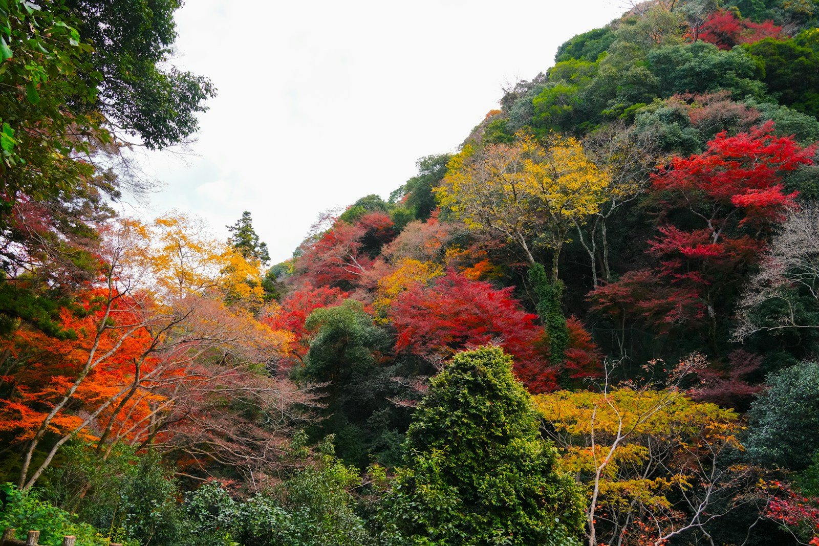 紅葉に染まる山の斜面