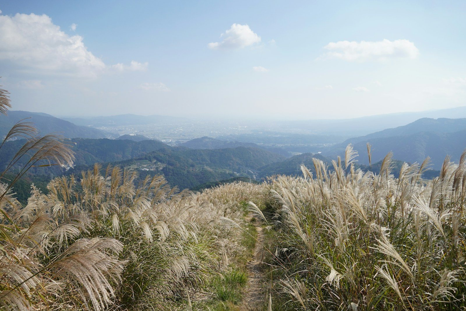 背の高い草原の向こうの山