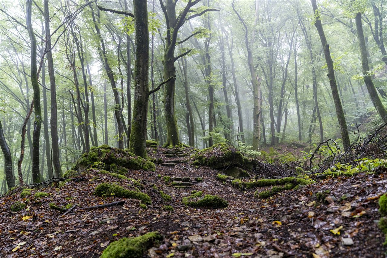 雨の日の森の登山道