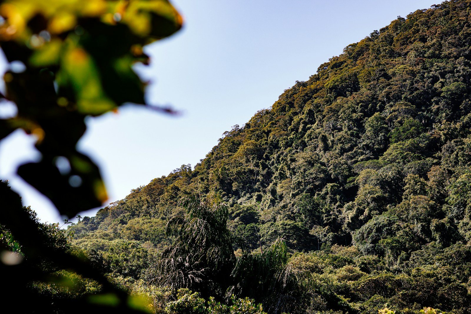 深い森に覆われた急な山腹