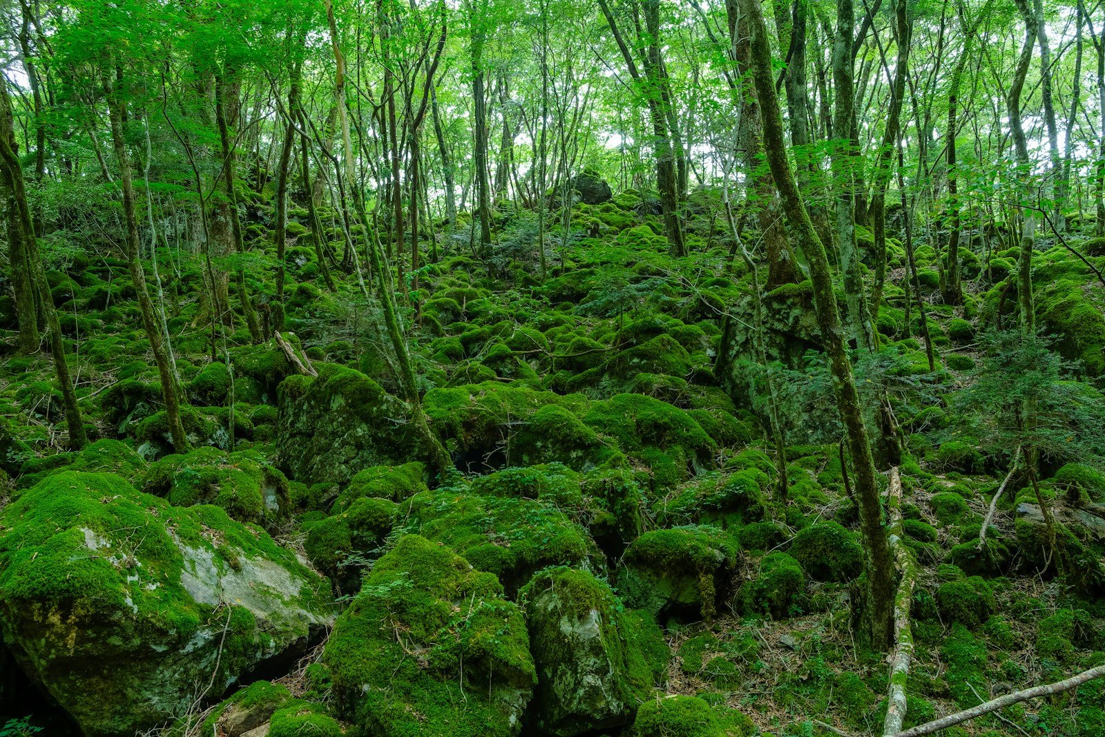 苔むした岩と木々の森