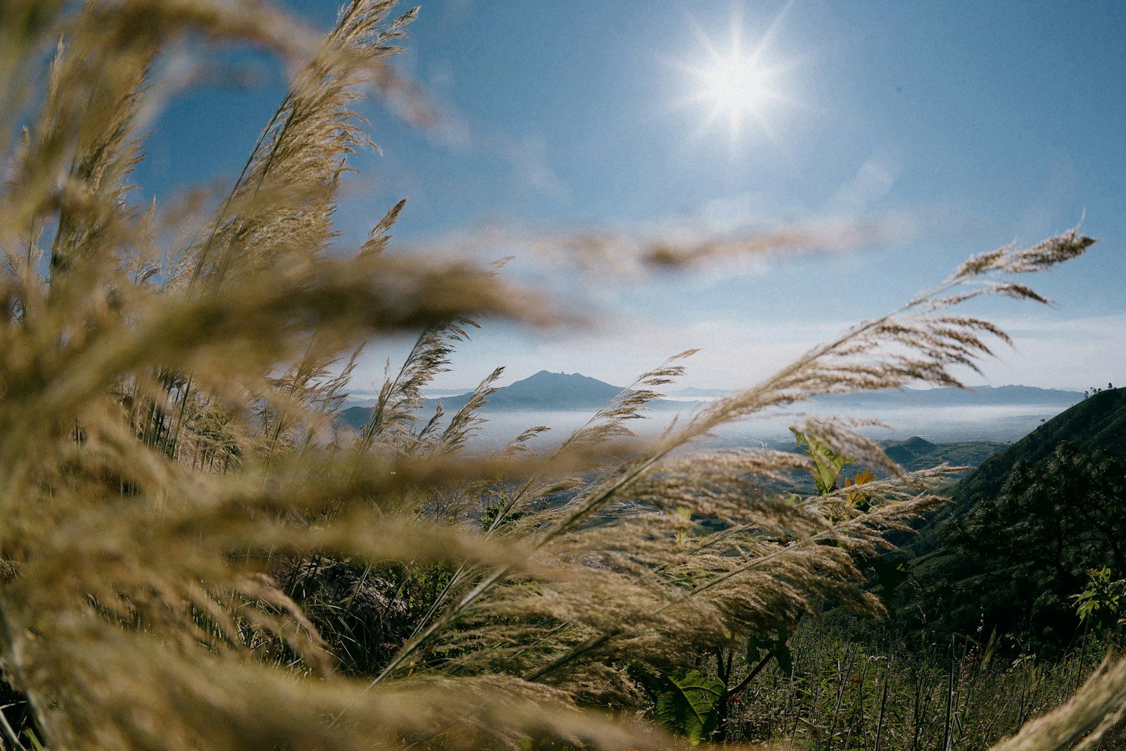 草の向こうに見える山並み