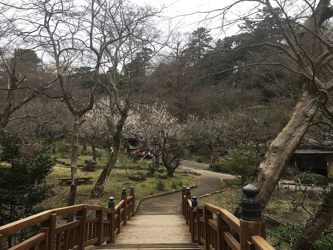 木の手すりのある遊歩道と梅の木