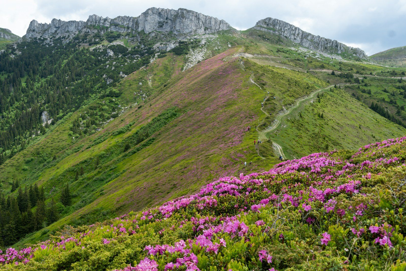 ピンクの花が咲く山の斜面