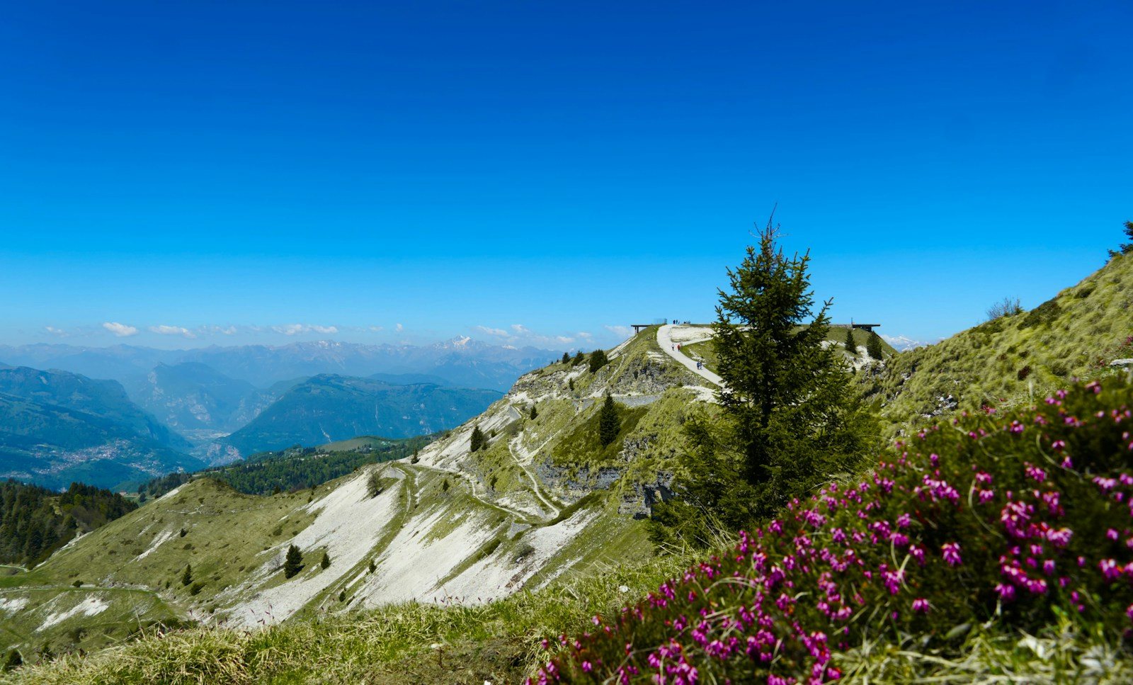 花の間を続く山道