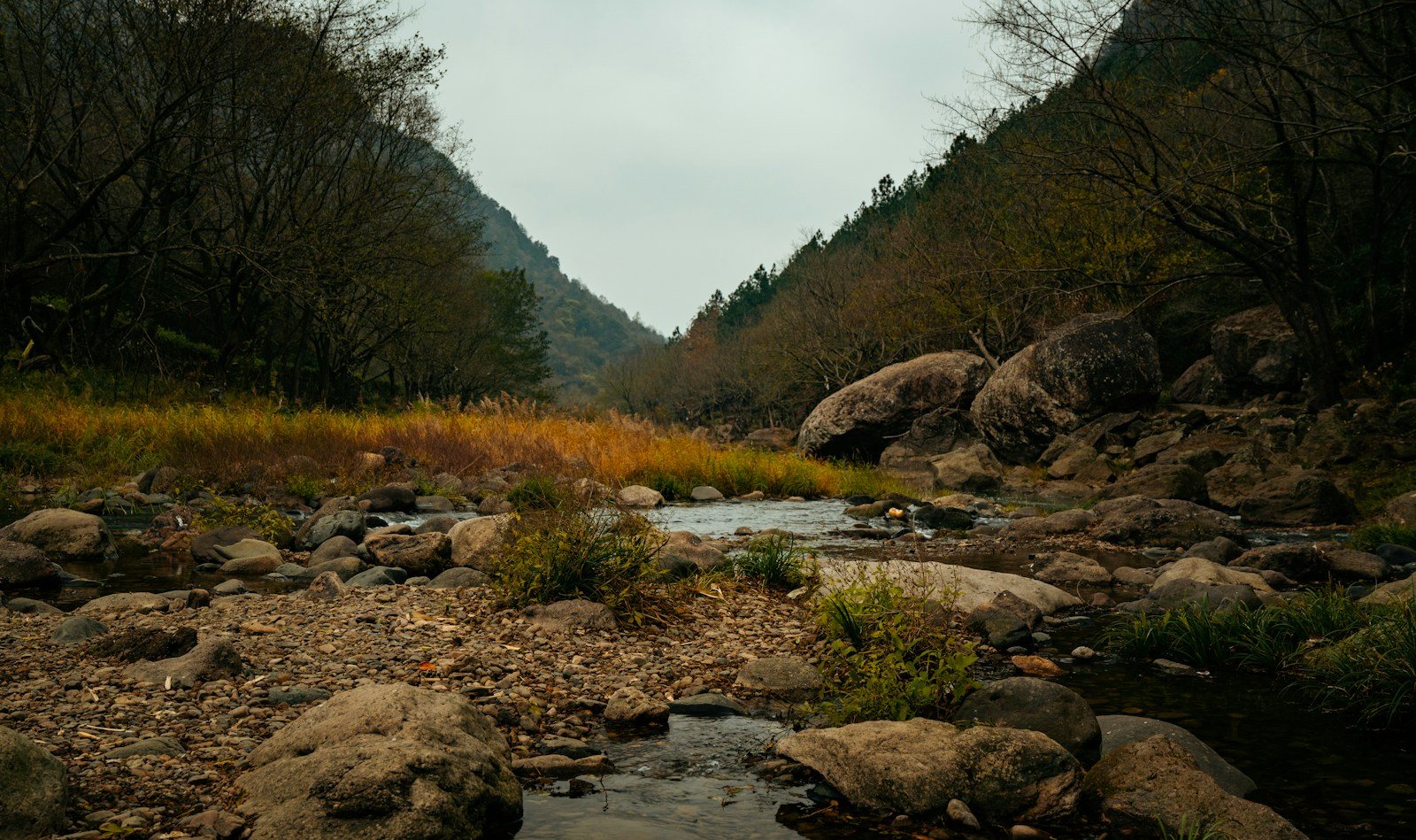 森の谷を流れる岩の多い沢