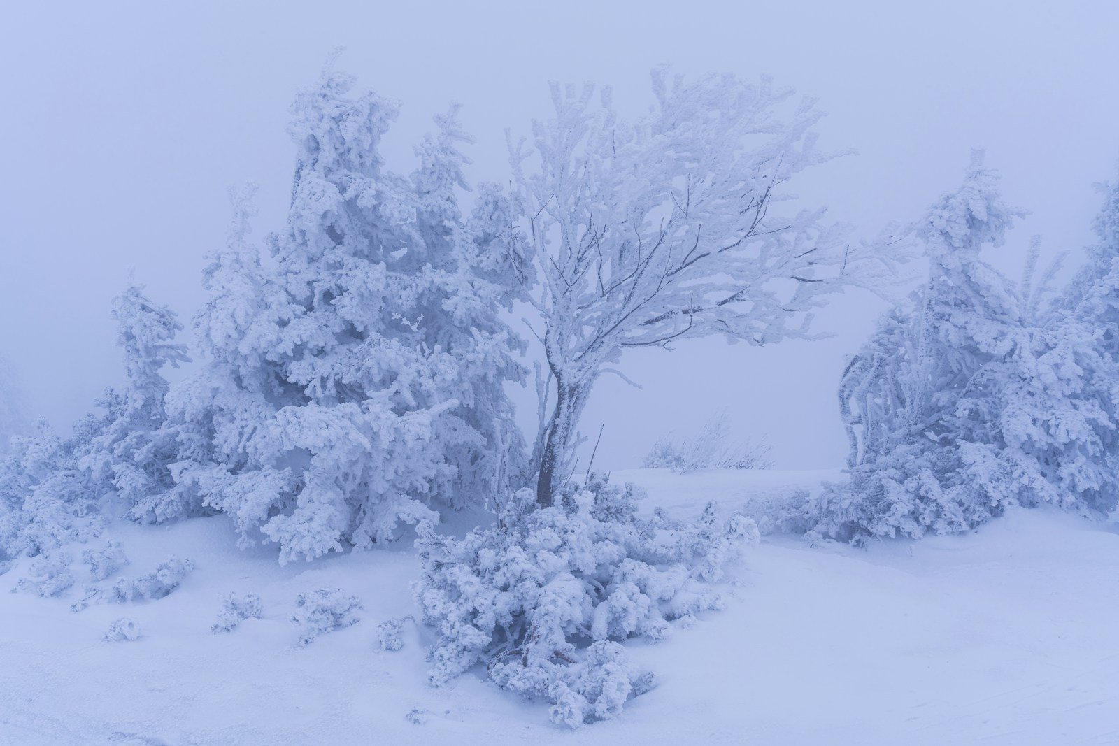 霧の中で雪と霜に覆われた木々