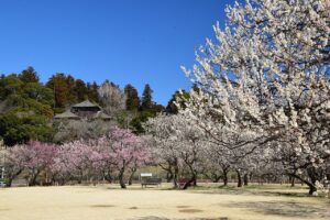 茨城県 偕楽園