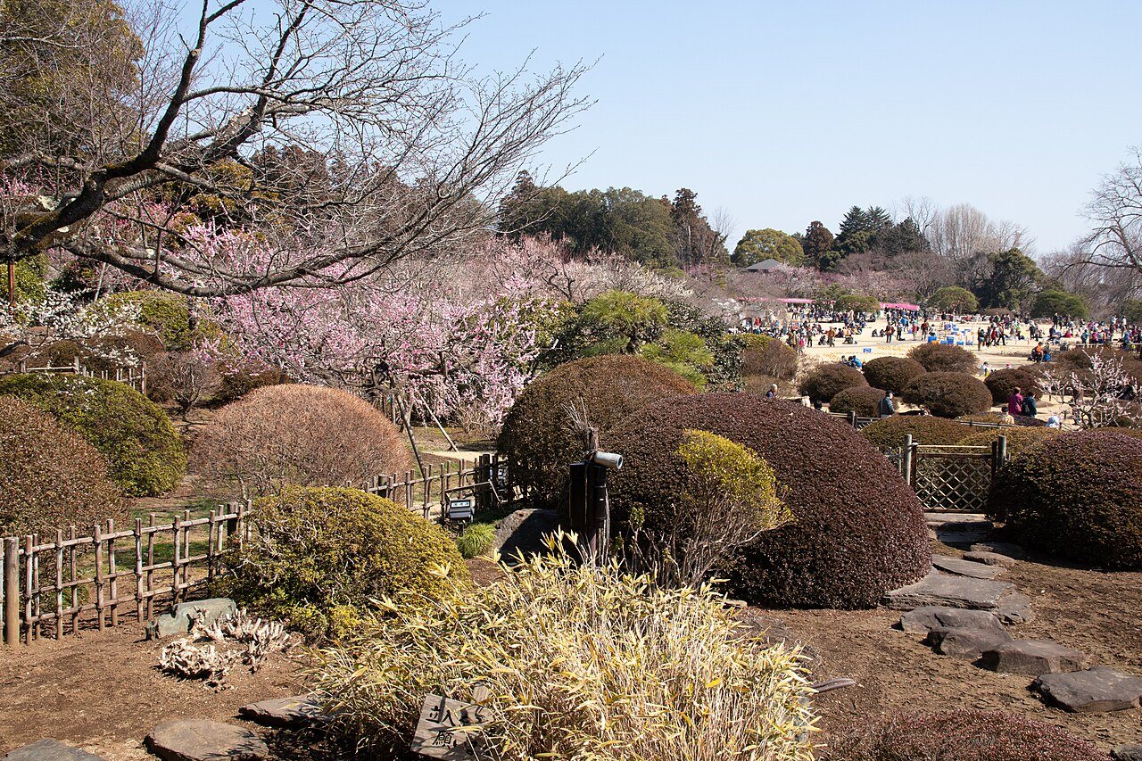 梅の木の間の道を歩く大勢の花見客