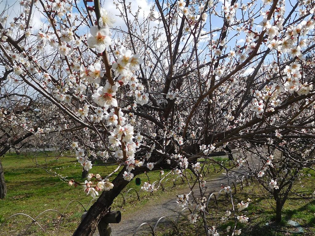 弘道館の庭に咲く白い梅の花