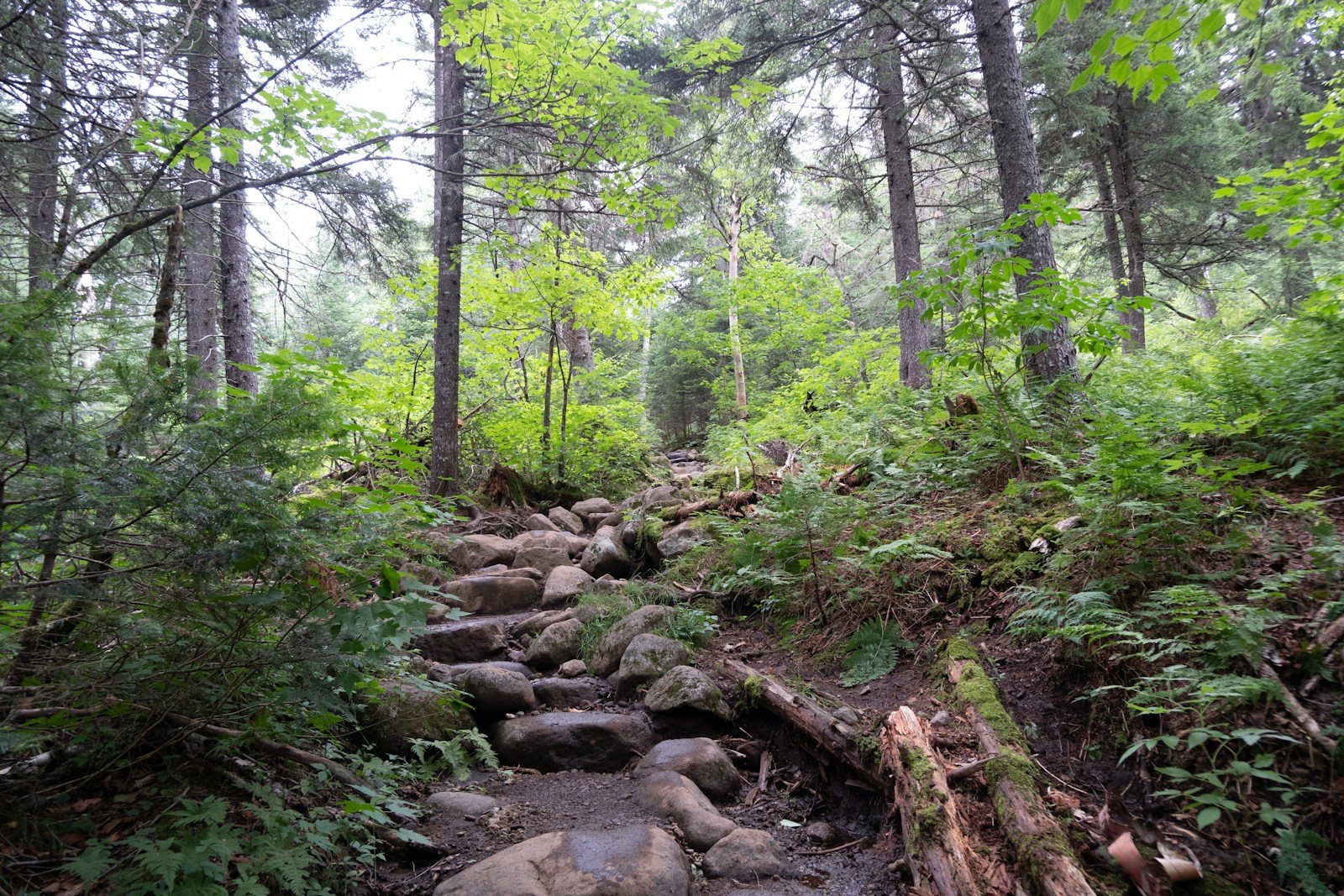 森に覆われた岩の山