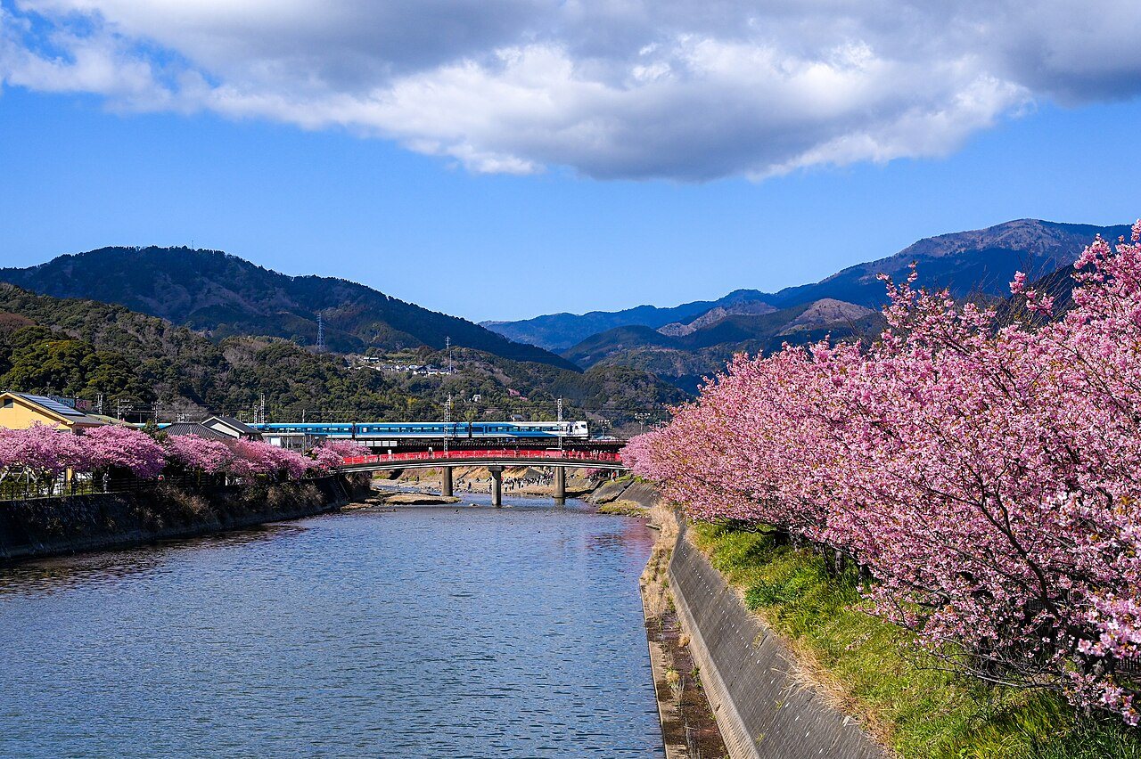 「静岡県 河津桜と踊り子号」FIND/47プロジェクトより 伊豆河津町、河津川沿いの河津桜と踊り子号
